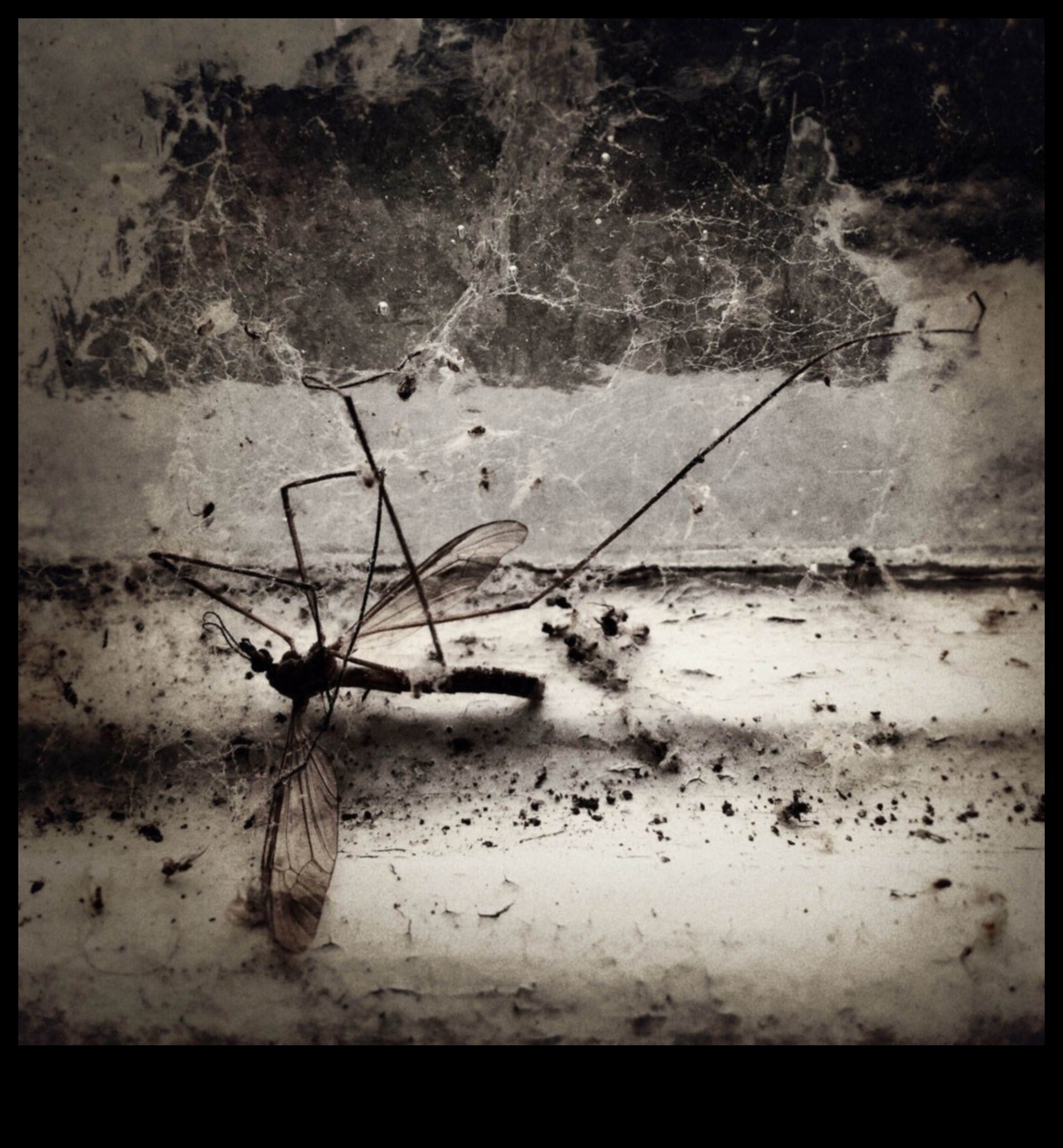 Fotogrāfijas alķīmija: pārvērtiet parastos kadrus par neparastiem