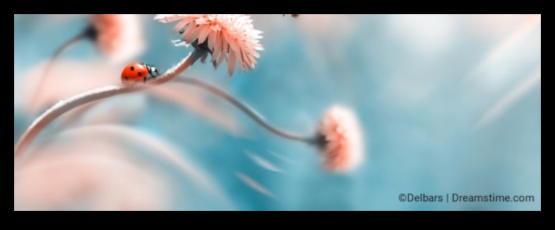 Mazā māksla: makro fotogrāfijas aizraujošā izpēte