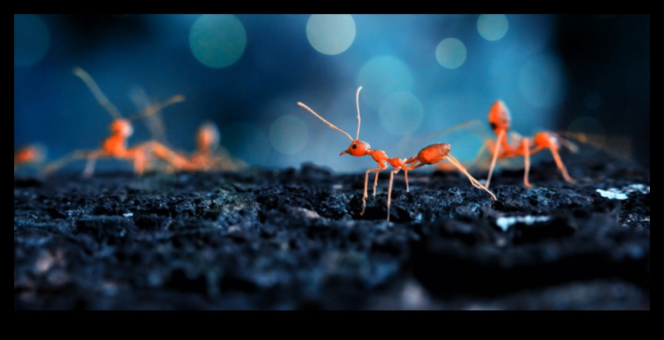 Mazā māksla: makro fotogrāfijas aizraujošā izpēte