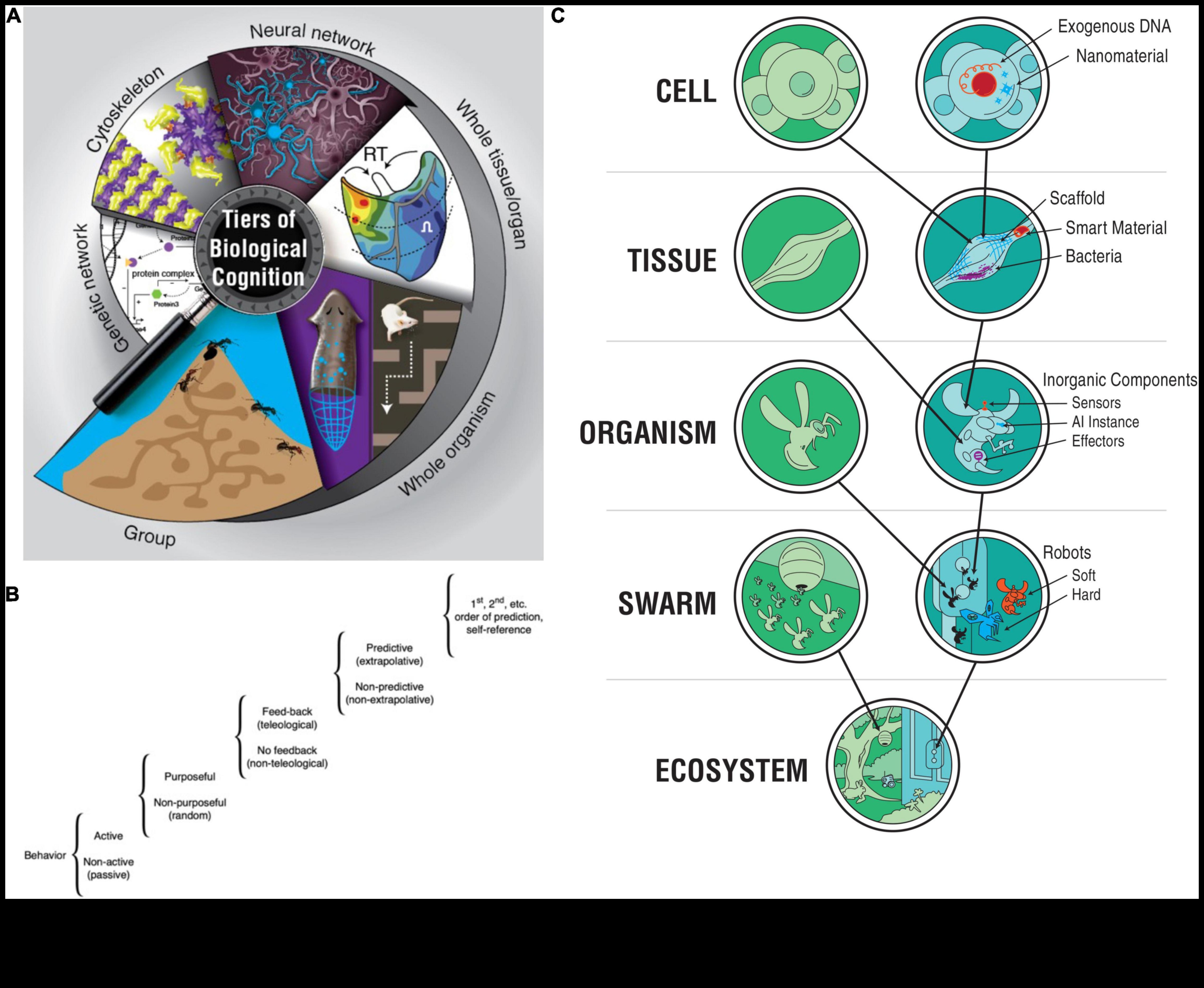 Molekulārie spoguļi: labsajūtas atspoguļošana, izmantojot uztura bioķīmiju