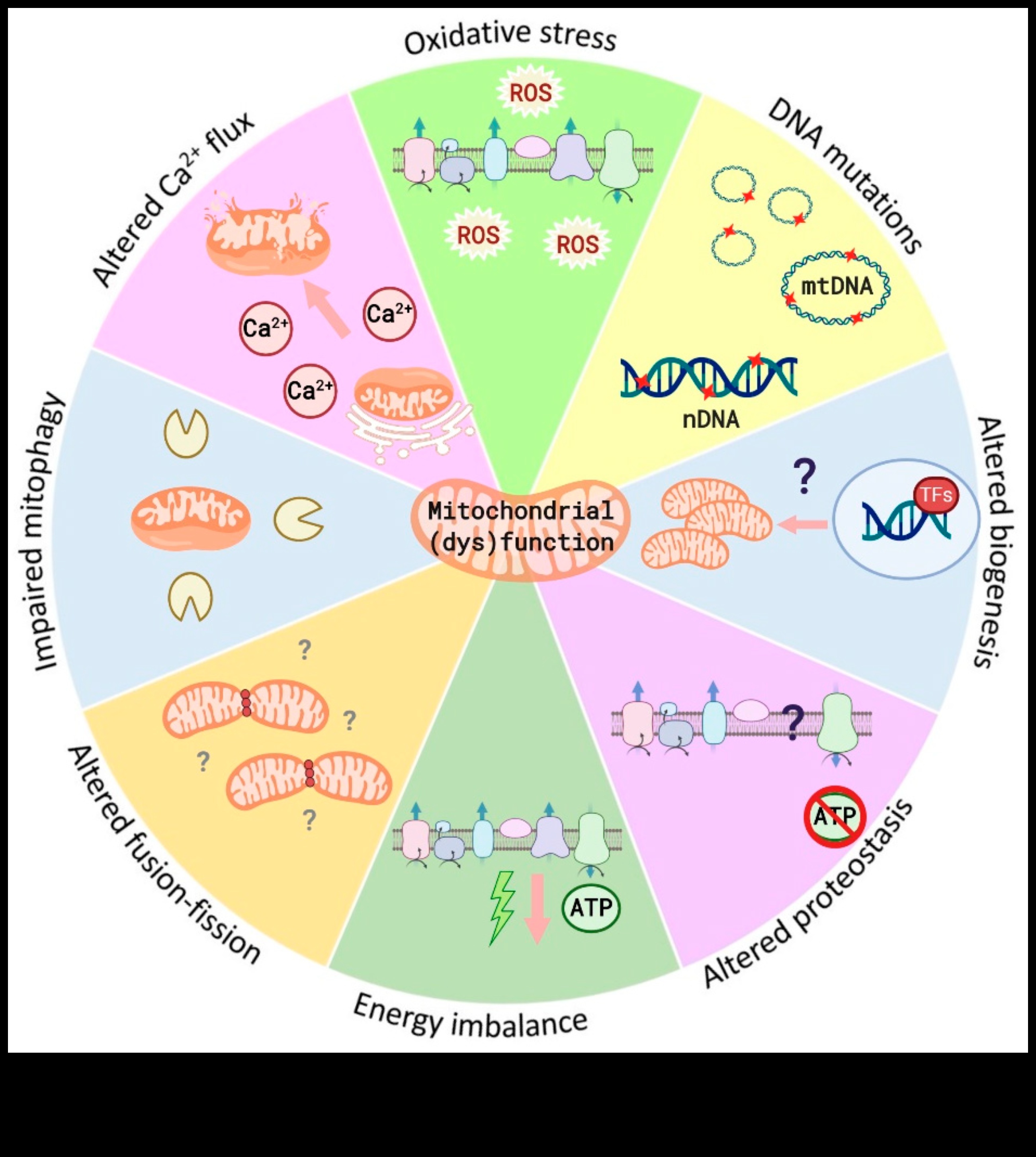 Šūnu harmonija: Uztura bioķīmijas deja labklājībai