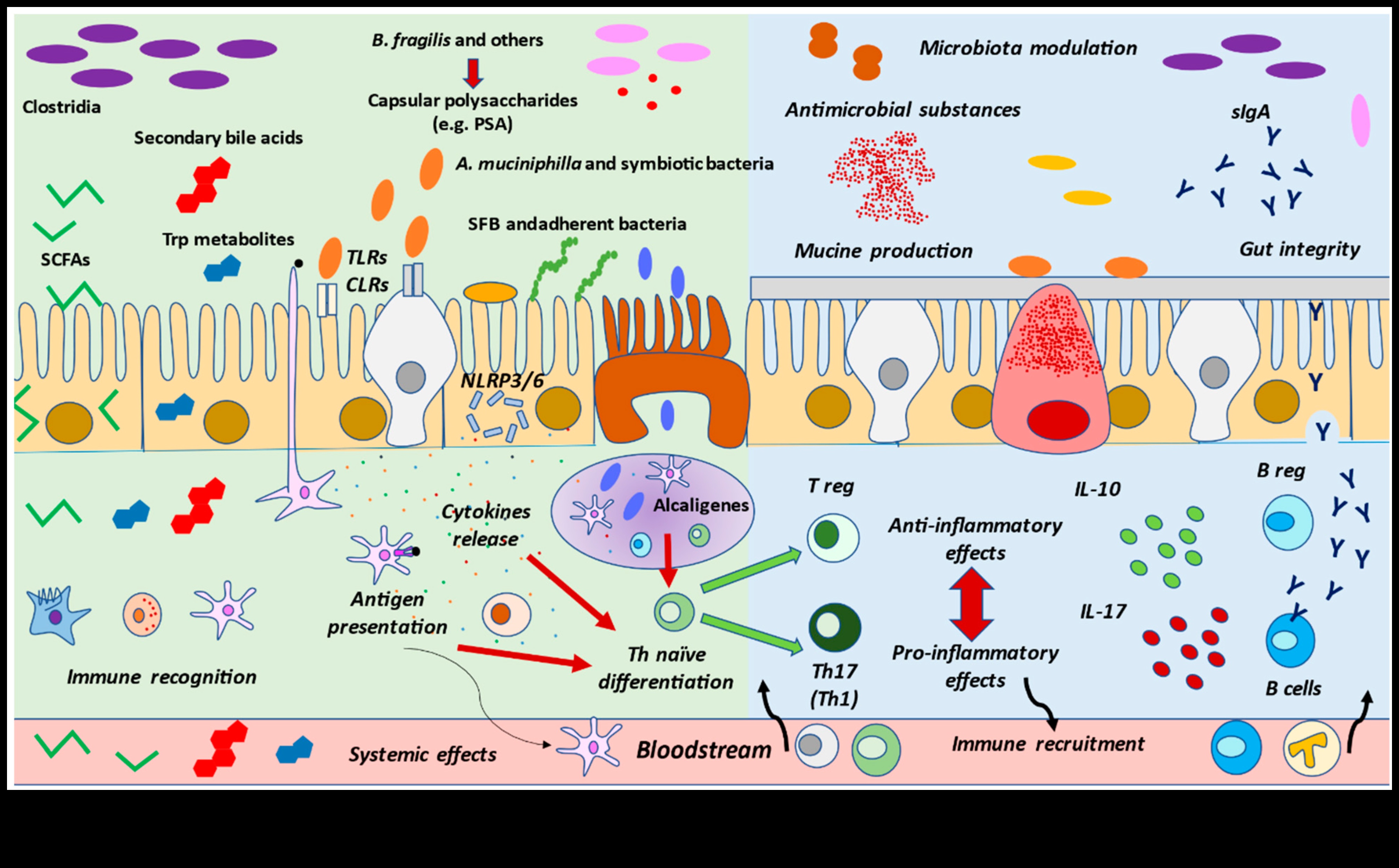 Šūnu harmonija: Uztura bioķīmijas deja labklājībai