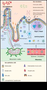 Šūnu harmonija: Uztura bioķīmijas deja labklājībai