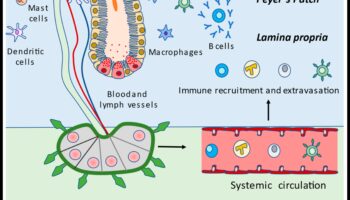 Šūnu harmonija: Uztura bioķīmijas deja labklājībai