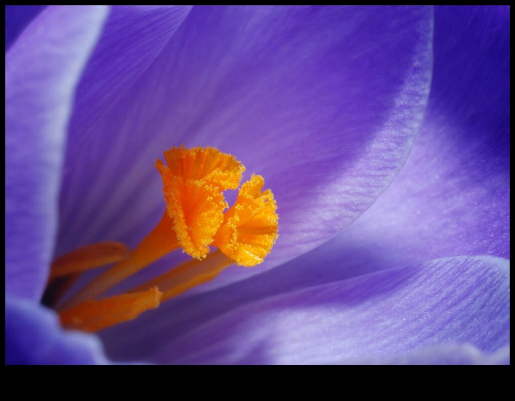 Makro mistika: maza mēroga fotogrāfijas noslēpumu atklāšana