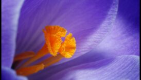 Makro mistika: maza mēroga fotogrāfijas noslēpumu atklāšana