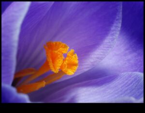 Makro mistika: maza mēroga fotogrāfijas noslēpumu atklāšana