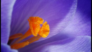 Makro mistika: maza mēroga fotogrāfijas noslēpumu atklāšana