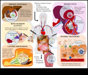 Molekulārie spoguļi: labsajūtas atspoguļošana, izmantojot uztura bioķīmiju