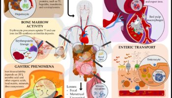 Molekulārie spoguļi: labsajūtas atspoguļošana, izmantojot uztura bioķīmiju