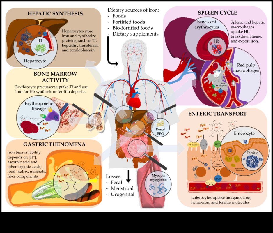 Molekulārie spoguļi: labsajūtas atspoguļošana, izmantojot uztura bioķīmiju