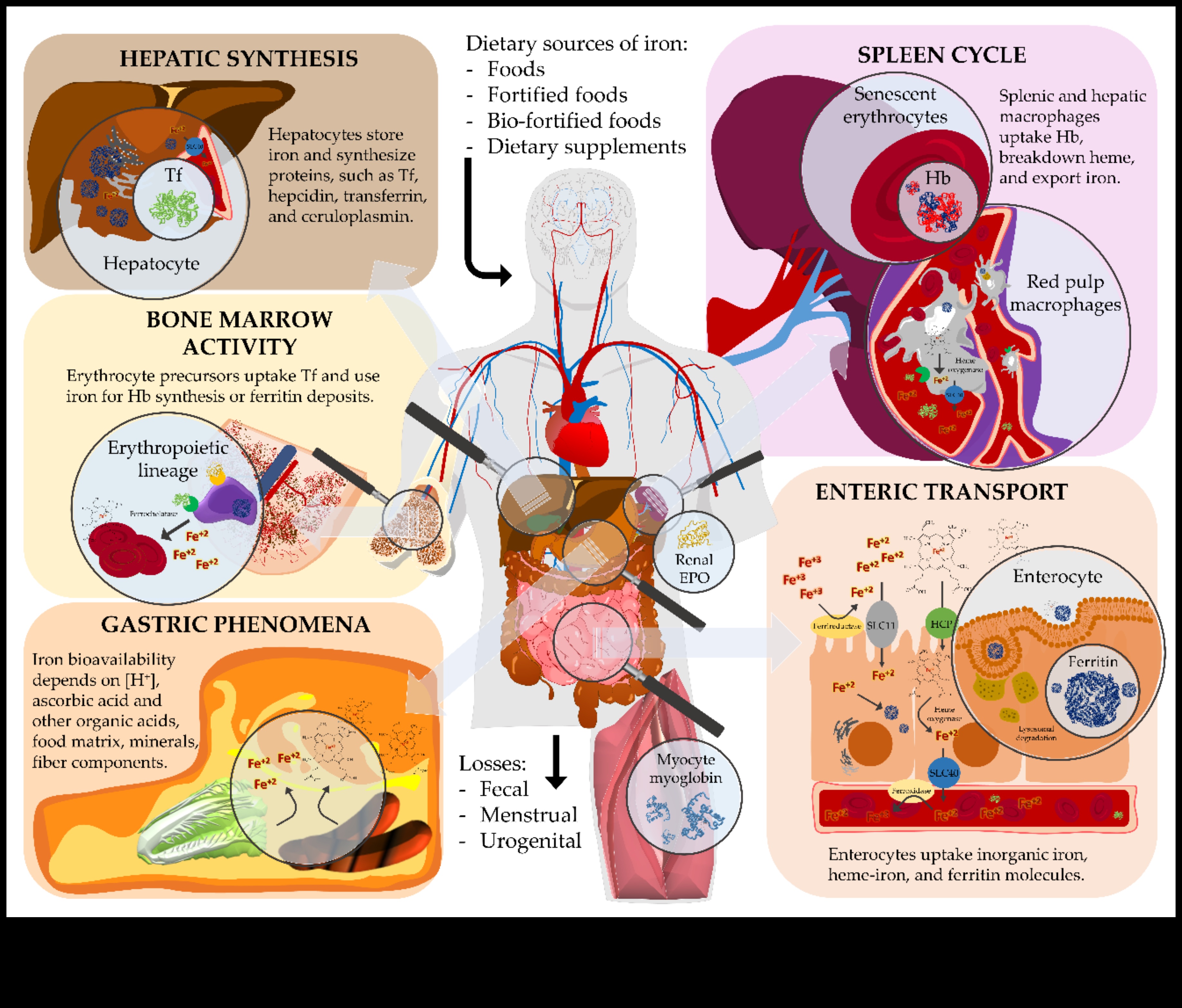 Molekulārie spoguļi: labsajūtas atspoguļošana, izmantojot uztura bioķīmiju